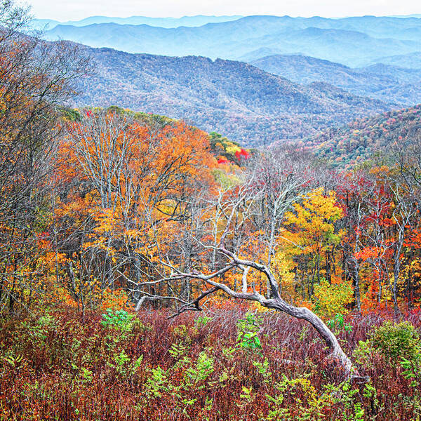 Tree Art Print featuring the photograph Dead Tree and Autumn Color- Blue Ridge Parkway by Bob Decker