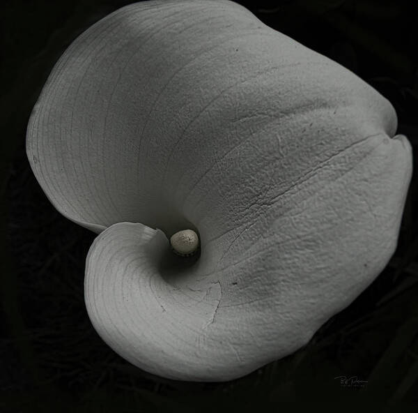 Fineart Art Print featuring the photograph Deep study in form Lily by Bill Posner