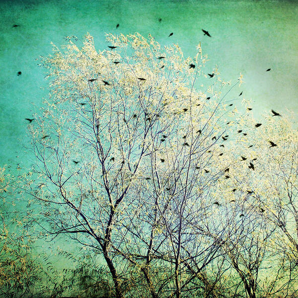 Flock Of Birds Art Print featuring the photograph Departure by Lupen Grainne