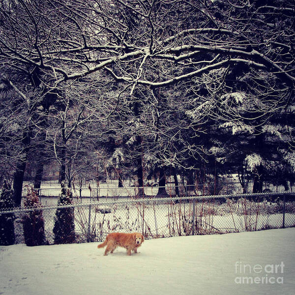 Dog Art Print featuring the photograph Dog Walking Under the Snowy Trees by Frank J Casella