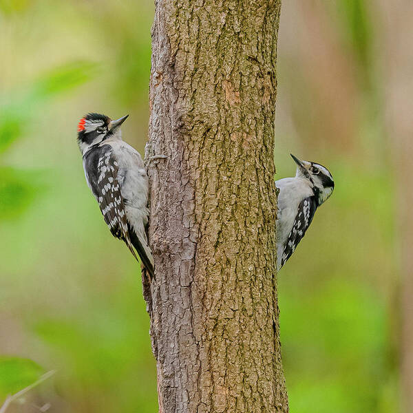 Downy Woodpecker Pair Art Print featuring the photograph Downy Woodpecker Pair by Morris Finkelstein