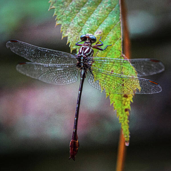 Dragonfly Art Print featuring the photograph Dragonfly on a Leaf by David Morehead