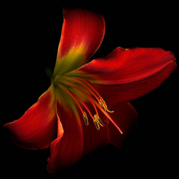 Day Lily Art Print featuring the photograph Drama Queen by Marsha Tudor