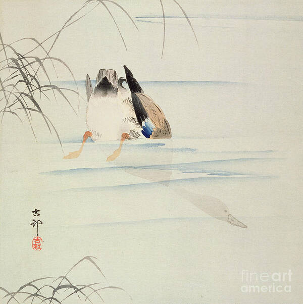 Japanese Art Print featuring the painting Duck Diving by Ohara Koson by Ohara Koson