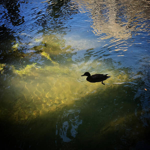 Canard Art Print featuring the photograph duck in the light, Slovenia by Joelle Philibert