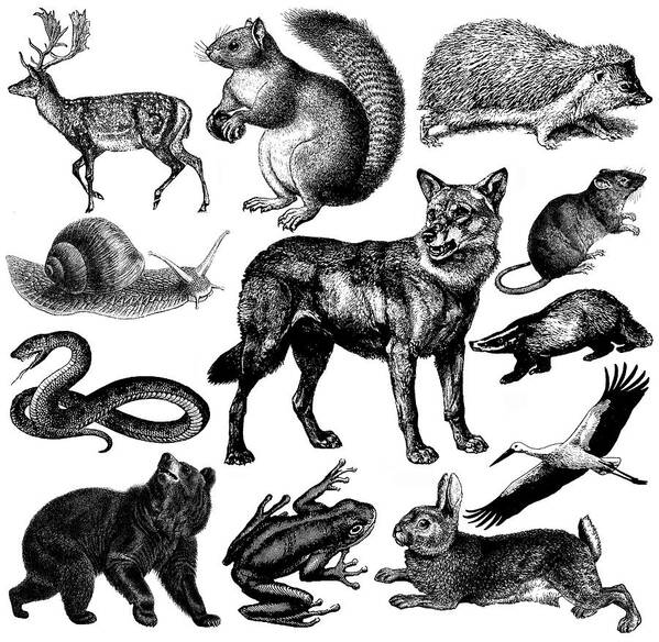 Engraving Art Print featuring the drawing European Wildlife Fauna Illustrations | Vintage Animal Clipart by Nicoolay