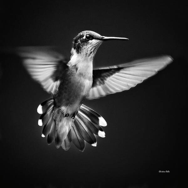 Hummingbird Art Print featuring the photograph Fantail Hummingbird by Christina Rollo