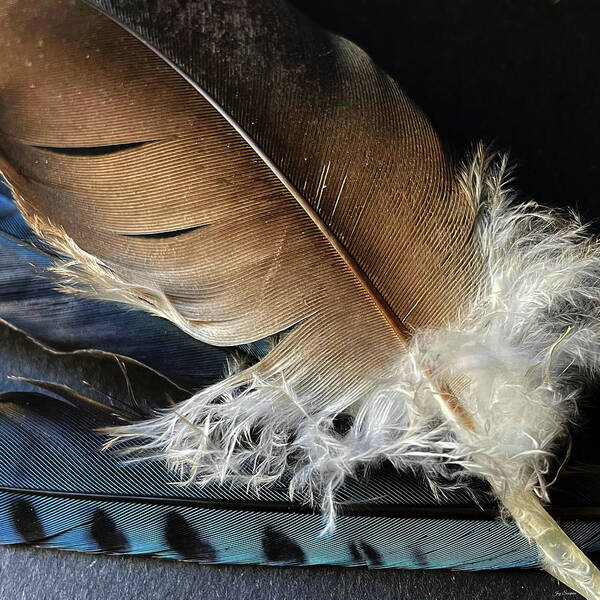 Feather Art Print featuring the photograph Feathers by Joy Sussman by Joy Sussman