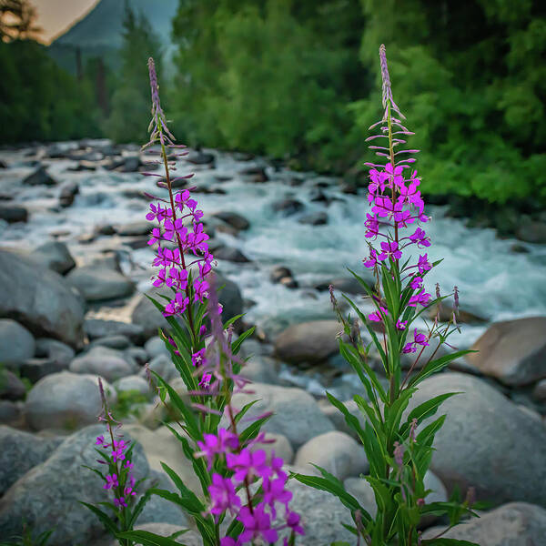 Alaska Art Print featuring the photograph Fireweed On The Litte Su by David Downs