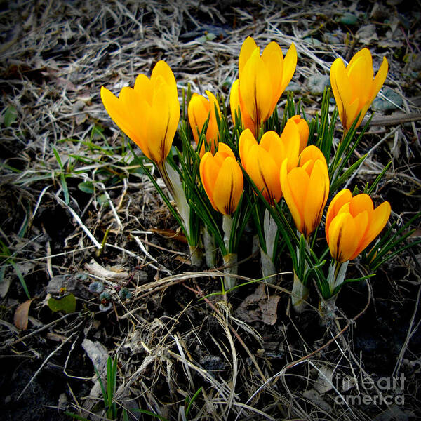 Crocus Blooms. Spring Art Print featuring the photograph First Colors of Spring by Frank J Casella