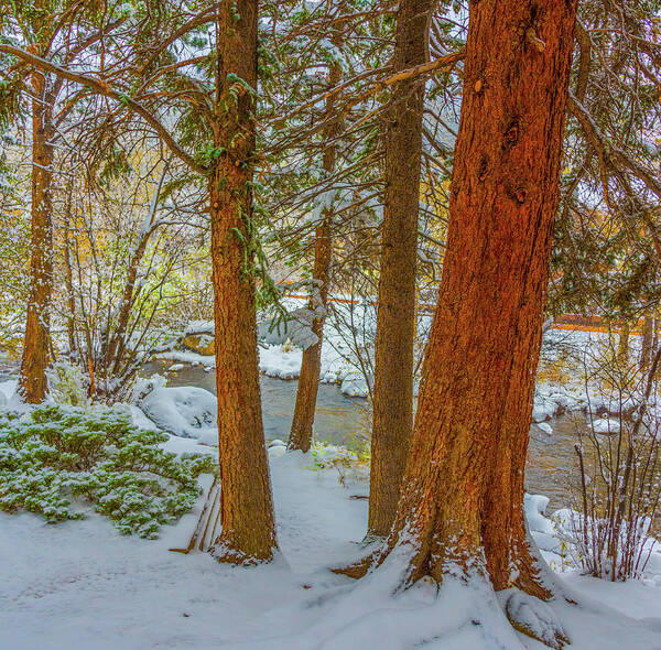 Calm Art Print featuring the photograph Pine Trees in Snow by Tom Potter