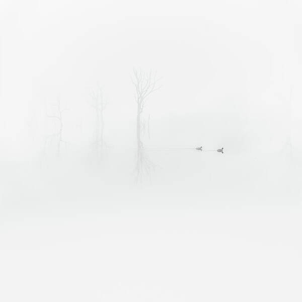 Ducks Art Print featuring the photograph Floating In a Dream by Ari Rex