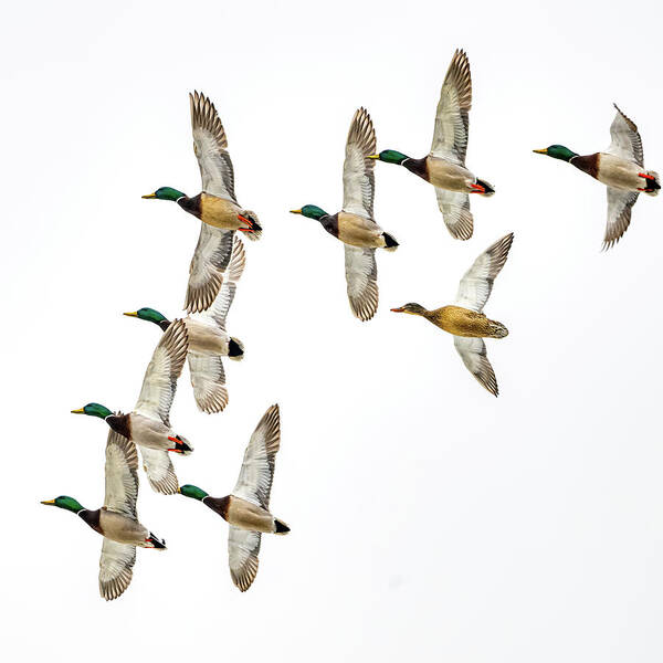 Wild Art Print featuring the photograph Flock Of Mallards by Paul Freidlund