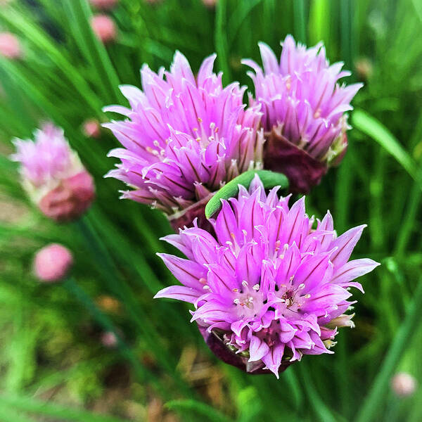 Chives Art Print featuring the photograph Flowering Chives by Jim Feldman