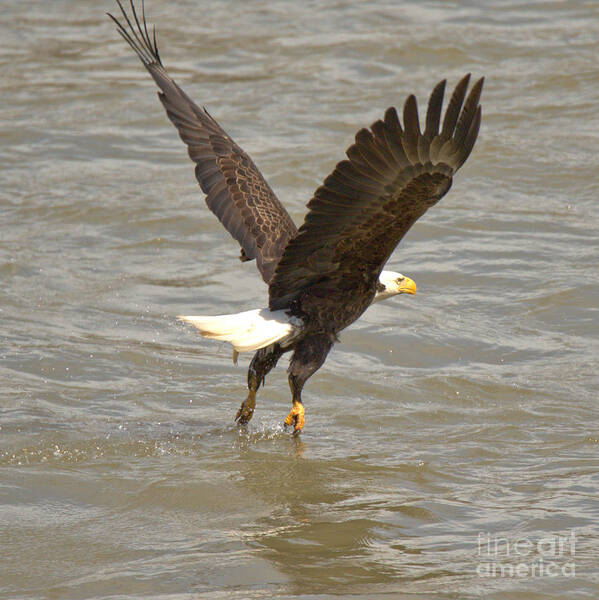 Eagle Art Print featuring the photograph Flying Out Of The Susquehanna River Crop by Adam Jewell