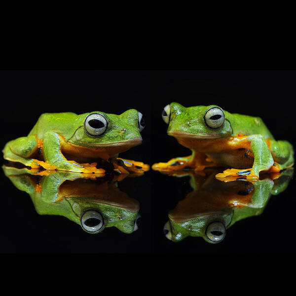 Frogs Art Print featuring the photograph Frogs In the Dark by World Art Collective