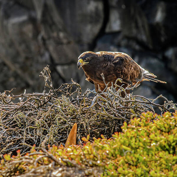 Animal In The Wild Art Print featuring the photograph Galapagos hawk at nest by Henri Leduc