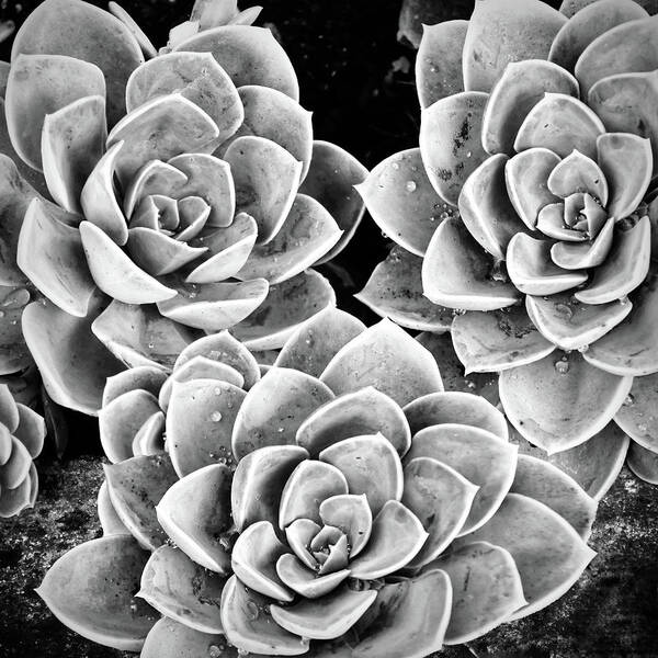 Black Art Print featuring the photograph Garden Succulent Botanicals IV Black and White by Debra and Dave Vanderlaan