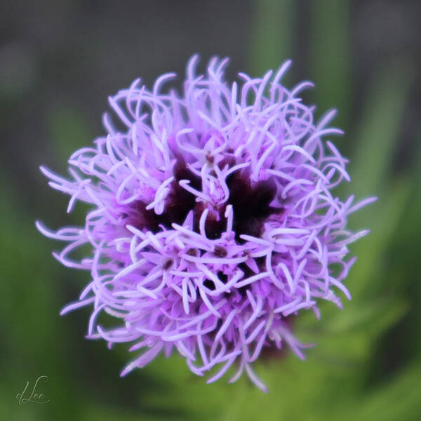 Gayfeather Art Print featuring the photograph GayFeather Purple Focus by D Lee