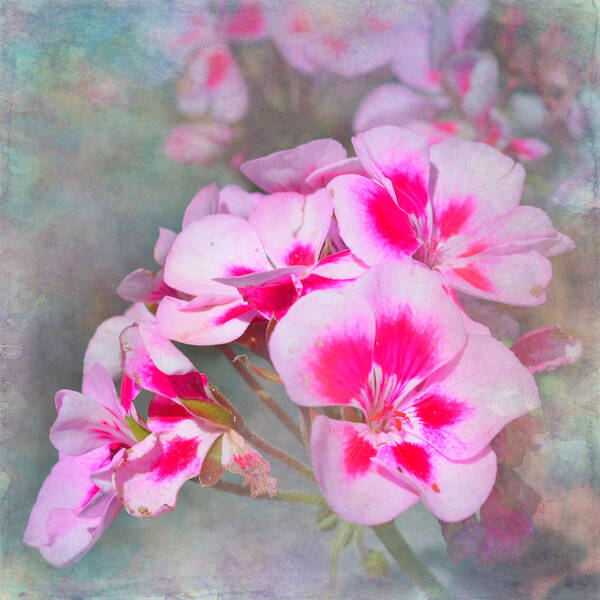 Pink Geraniums Art Print featuring the photograph Geranium Floral Design by Aimee L Maher ALM GALLERY