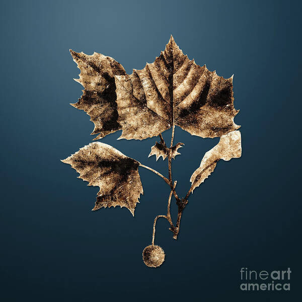 Gold Art Print featuring the painting Gold American Sycamore on Dusk Blue n.02450 by Holy Rock Design