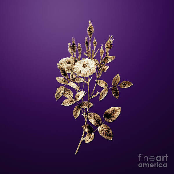 Gold Art Print featuring the painting Gold Mossy Pompon Rose on Royal Purple n.01510 by Holy Rock Design
