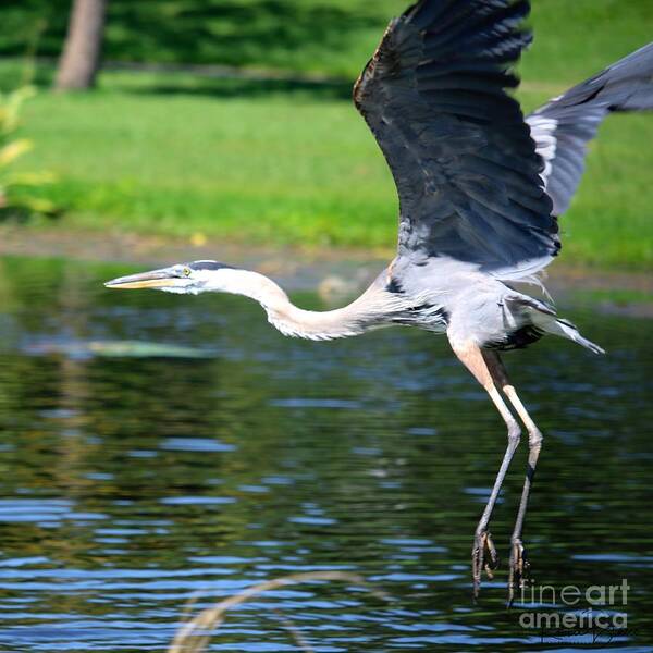 Great Art Print featuring the photograph Great Blue Heron at Venetian Gardens#8 by Philip And Robbie Bracco