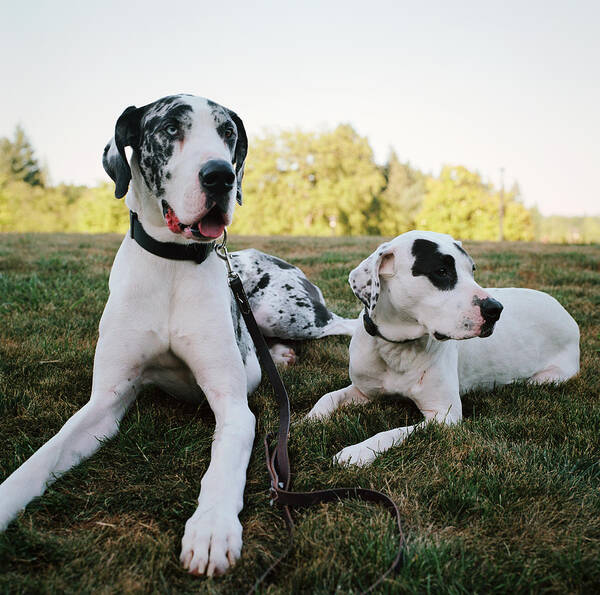 Pets Art Print featuring the photograph Great Dane and Pit Bull Mix Lying on Grassy Lawn by Danielle D. Hughson