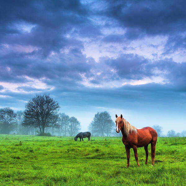 Fog Art Print featuring the photograph Green Morn by Evgeni Dinev