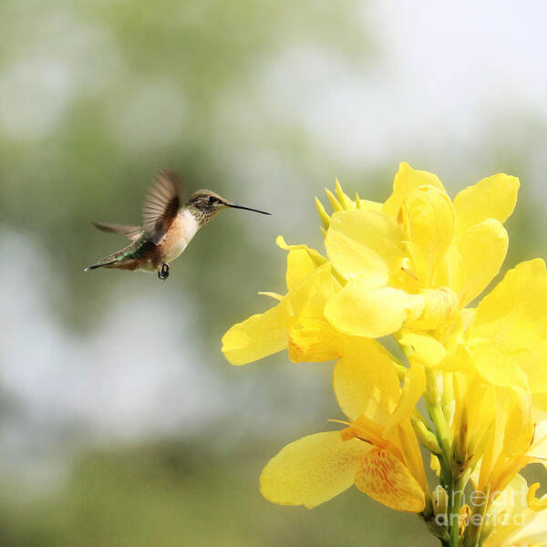 Beckoning Art Print featuring the photograph Hummingbird with Yellow Canna Lily Square by Carol Groenen