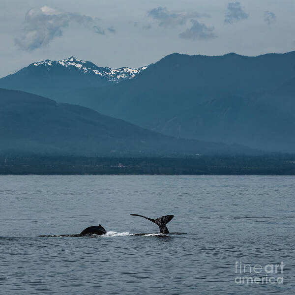 Humpback Whale Art Print featuring the photograph Humpback Whale Mother and Calf by Nancy Gleason
