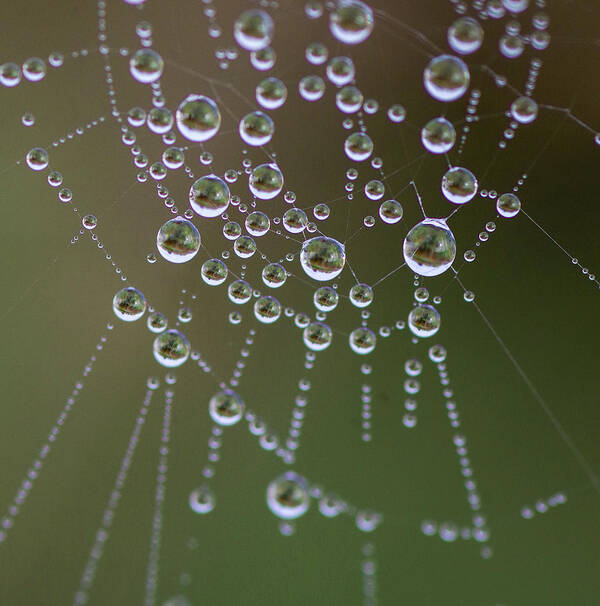 Web.droplets Art Print featuring the photograph Intricate beauty by Jeff Swan