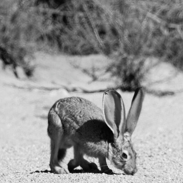 Jack Rabbit Art Print featuring the photograph Jack Rabbit by Perry Hoffman