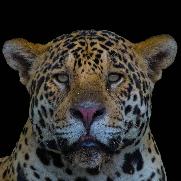 Jaguar Art Print featuring the photograph Jaguar by Patrick Nowotny