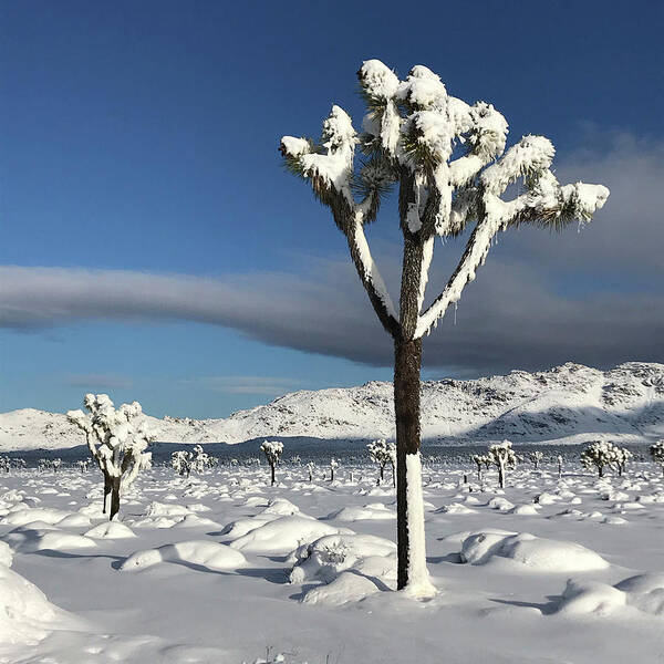 Snow Joshua Tree National Park Art Print featuring the photograph Joshua Tree in Snow by Perry Hoffman