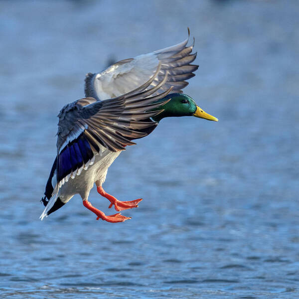 Mallard Art Print featuring the photograph Landing Mallard by Paul Freidlund