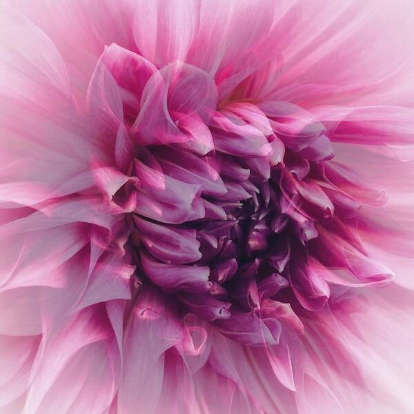 Macro Art Print featuring the photograph Lavender and Pink Dahlia by Jerry Abbott