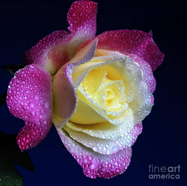 Rose Art Print featuring the photograph Lavish by Doug Norkum