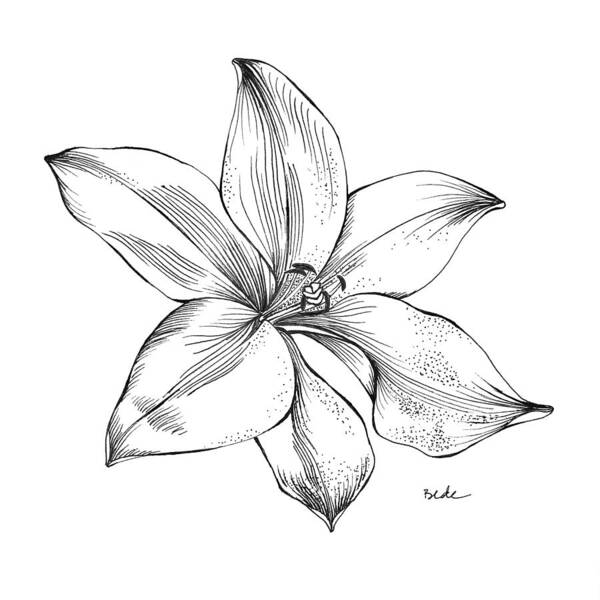 Lily Hawaii Drawing Illustration Black White Kauai Pen Indiaink Opalux Art Print featuring the drawing Lily I by Catherine Bede
