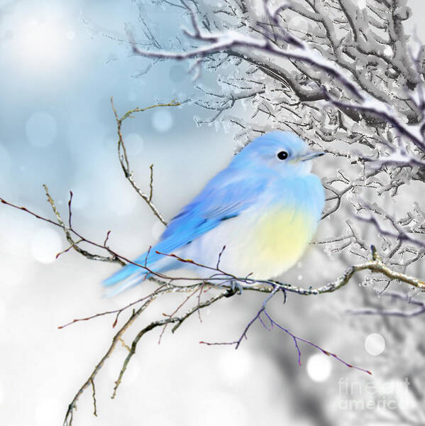 Blue Bird Wild Bird Art Print featuring the mixed media Little Blue Bird in Winter by Morag Bates