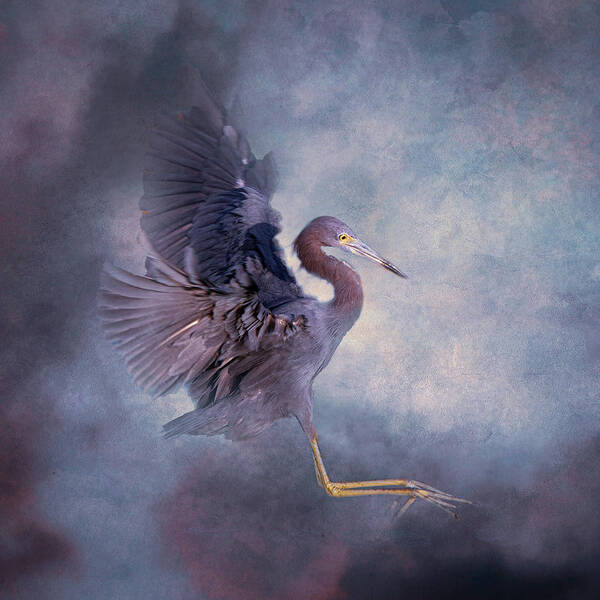 Bird Art Print featuring the photograph Little Blue Heron 26A by Sally Fuller