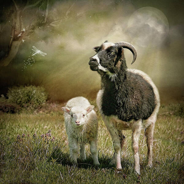 Icelandic Sheep Art Print featuring the digital art Little Darling of Mine by Maggy Pease