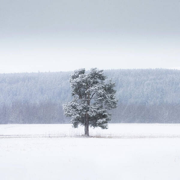 Slovakia Art Print featuring the photograph Lonely tree during snow blizzard captured in Slovakia, Europe by Peter Kolejak