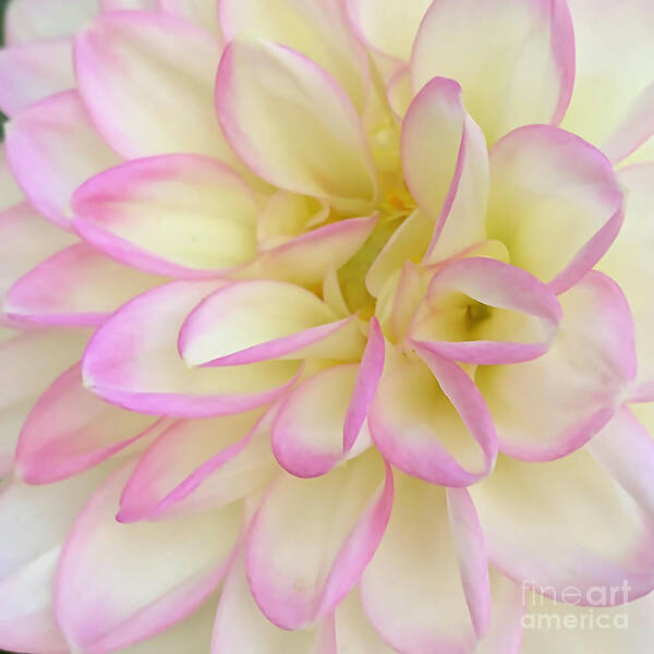Floral Art Print featuring the digital art Macro Soft Pink, Yellow And White Dahlia Bloom by Kirt Tisdale