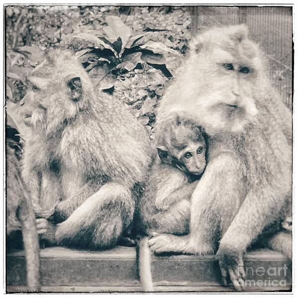 Monkeys Art Print featuring the photograph Monkey Family by Wendy Golden