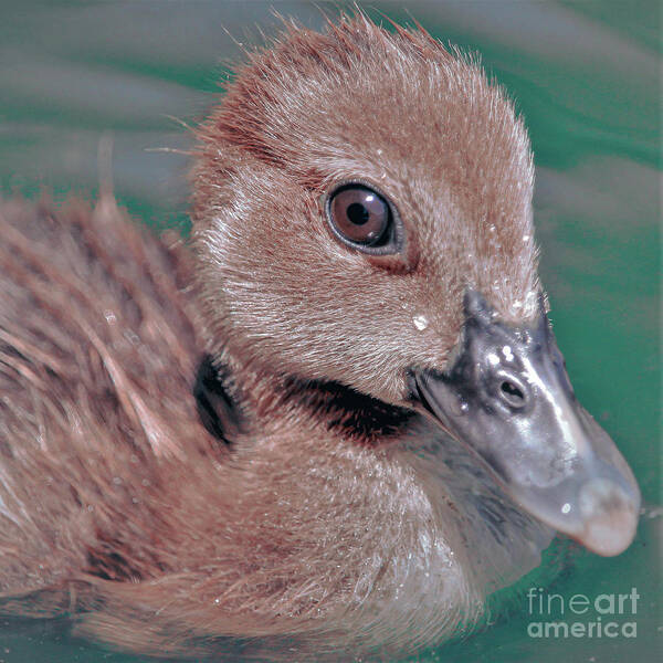 Duckling Art Print featuring the photograph Muscovy Duckling by Joanne Carey