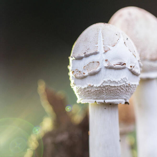Mushroom Art Print featuring the photograph Mushrooms by David Beechum