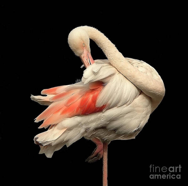 Flamingo Posing Ballerina Gentle Delicate Red Black Flexible Long Neck Curved White Pink Animal Big Elegant Elegance Single Alone Beauty Handsome Expressionistic Figure Character Expressive Charming Aesthetic Singular Shaped Modelling Posture Bird Natural History Powerful Beautiful Attractive Creative Stylish Striking Amazing Solo Fantastic Fabulous Proud Flexible Beak Vivid Contrast Sentimental Solitary Lonely Lonesome Loner Style Shy Hidden Feathers Standing One Leg Pretty Delightful Shy Wing Art Print featuring the photograph Beautiful Flamingo Posing On One Leg Like A Ballerina On Effective Black Background by Tatiana Bogracheva