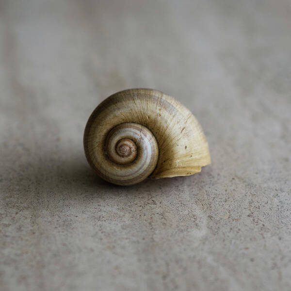 Shell Art Print featuring the photograph Natural by Laura Fasulo