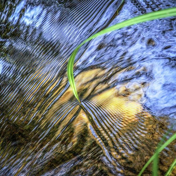 Needle Art Print featuring the photograph Needle on reflective creek by Donald Kinney